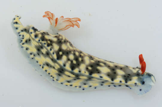 Image of Red gilled yellow spotted green slug