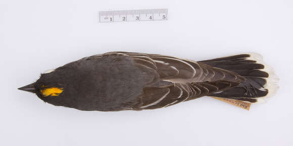 Image of Eastern Kingbird