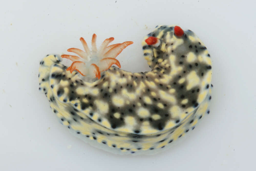 Image of Red gilled yellow spotted green slug