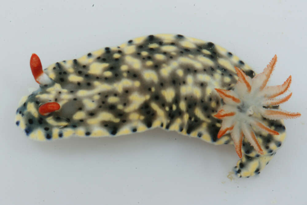 Image of Red gilled yellow spotted green slug