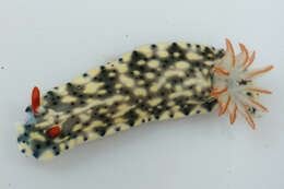 Image of Red gilled yellow spotted green slug