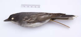 Image of Eastern Kingbird