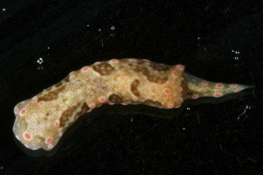 Image of Odontoglaja guamensis Rudman 1978