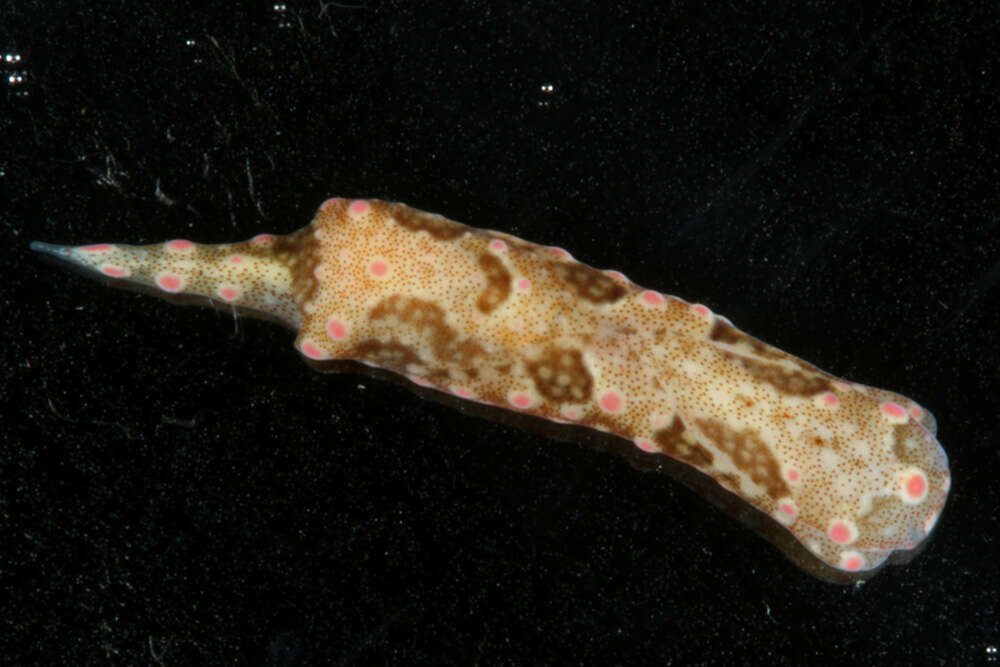 Image of Odontoglaja guamensis Rudman 1978