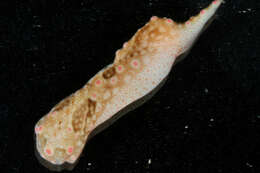 Image of Odontoglaja guamensis Rudman 1978