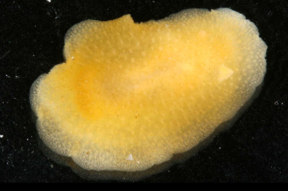 Image of Doriopsis granulosa Pease 1860
