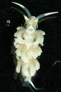 Image of Favorinus japonicus Baba 1949