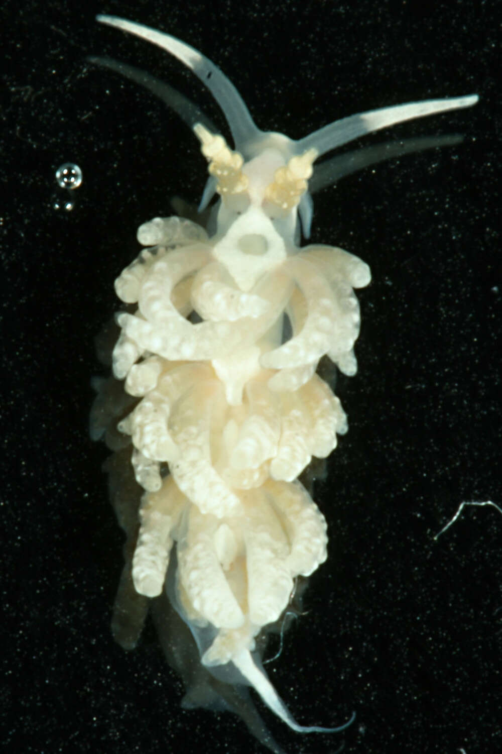 Image of Favorinus japonicus Baba 1949