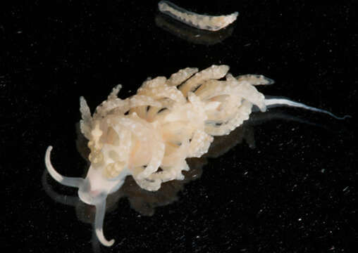 Image of Egg-eating Nudibranch