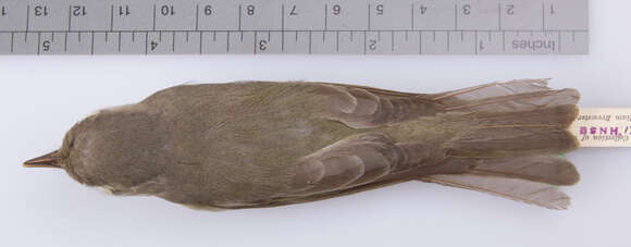 Vireo gilvus gilvus (Vieillot 1808) resmi