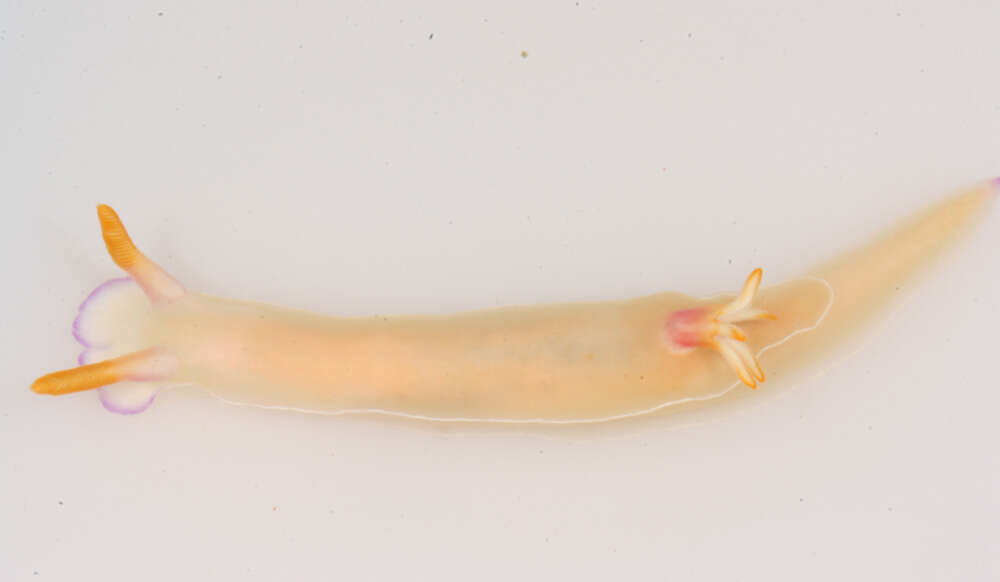 Image of White edge purple slug