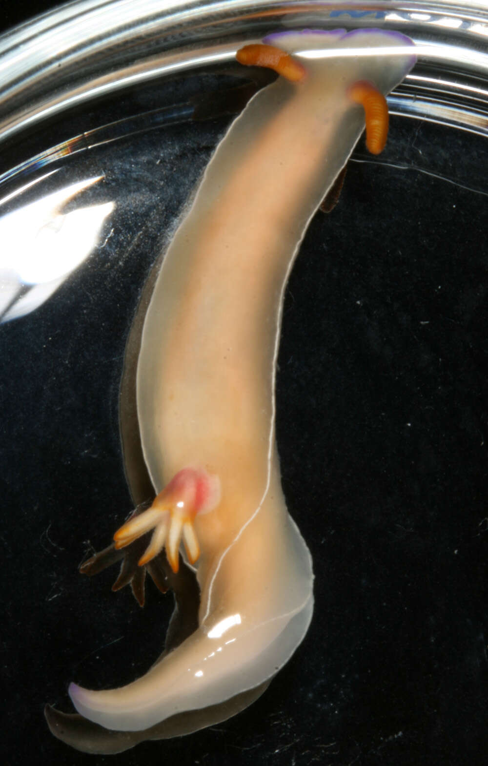 Image of White edge purple slug