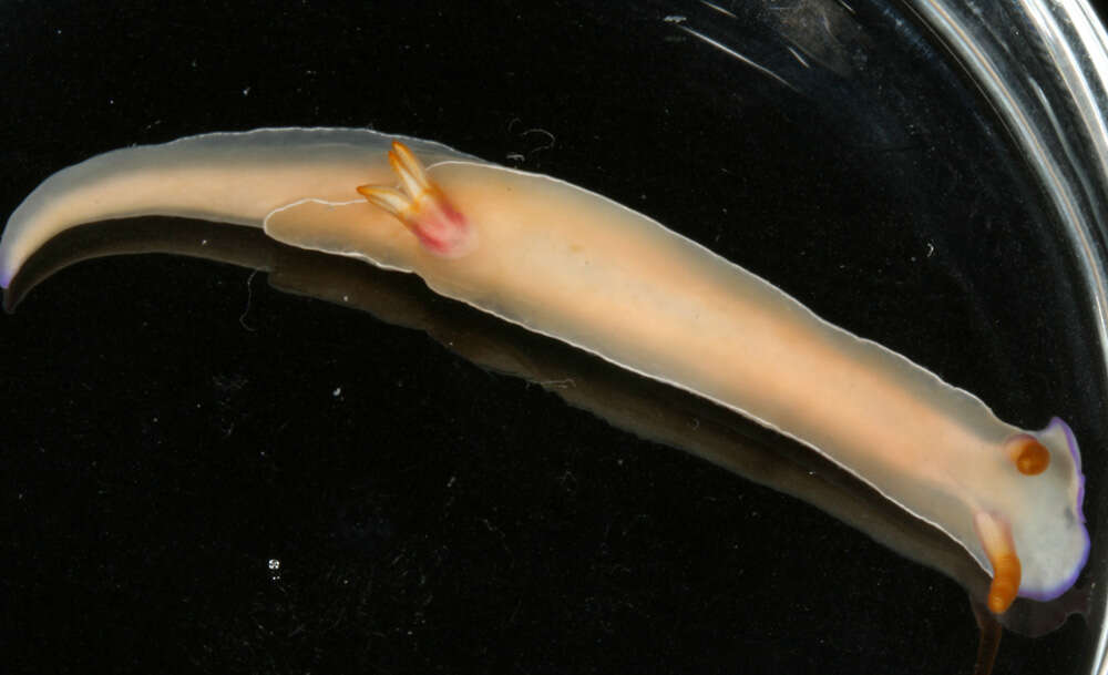 Image of White edge purple slug