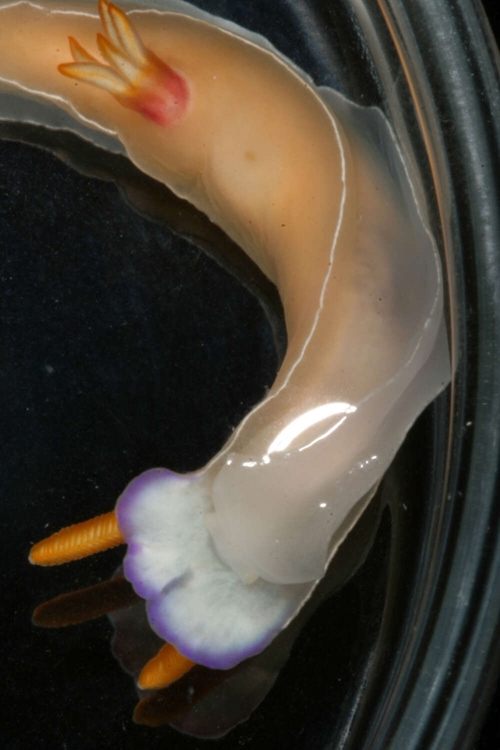 Image of White edge purple slug