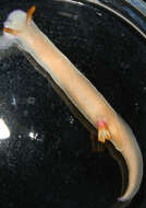 Image of White edge purple slug