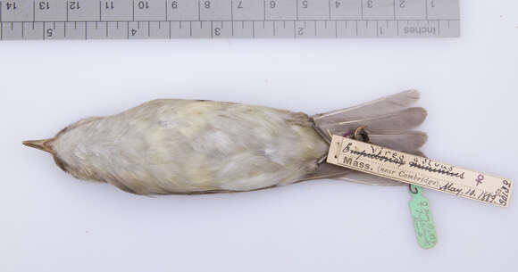 Vireo gilvus gilvus (Vieillot 1808) resmi