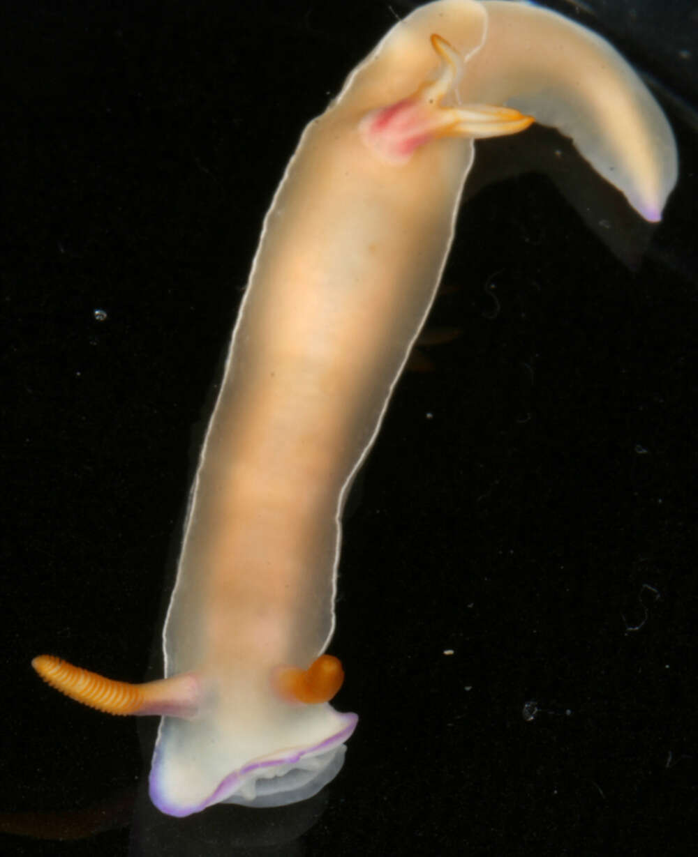 Image of White edge purple slug