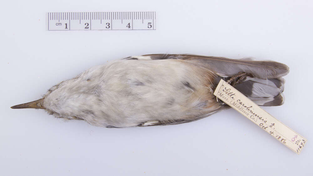 Image of White-breasted Nuthatch