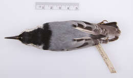 Image of White-breasted Nuthatch