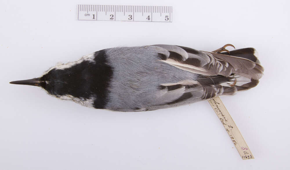 Image of White-breasted Nuthatch