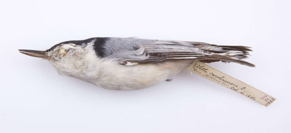 Image of White-breasted Nuthatch