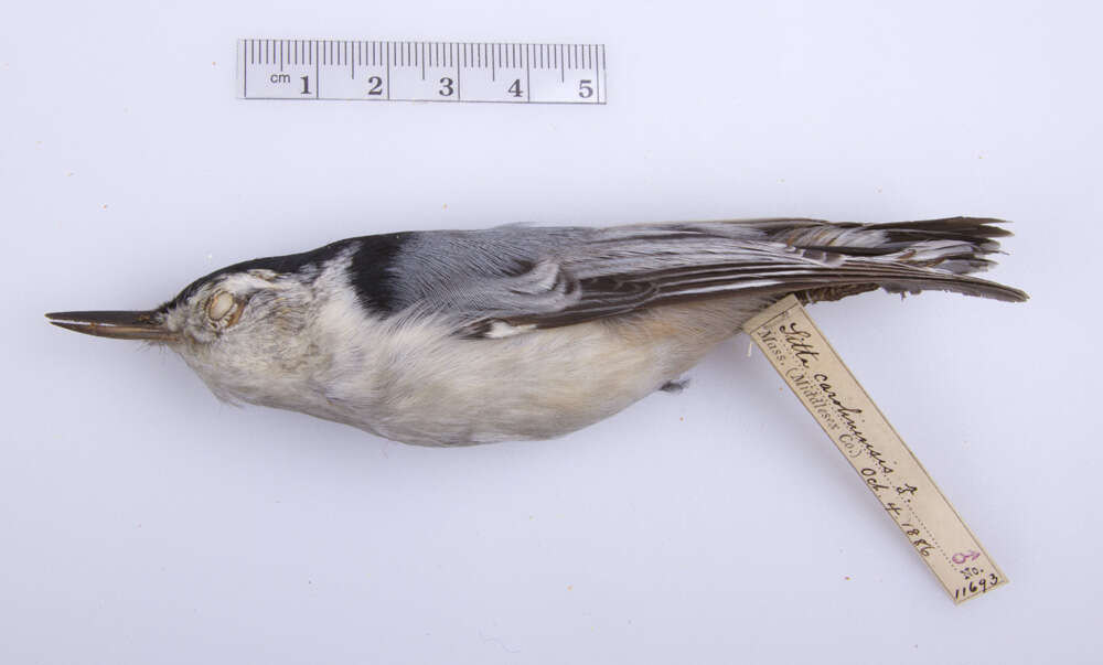 Image of White-breasted Nuthatch