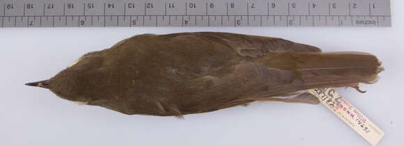 Image of Bicknell's thrush