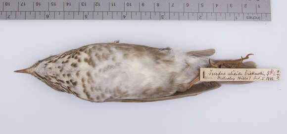 Image of Bicknell's thrush