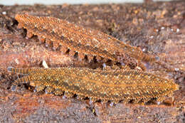 Image of Ooperipatellus nanus Ruhberg 1985