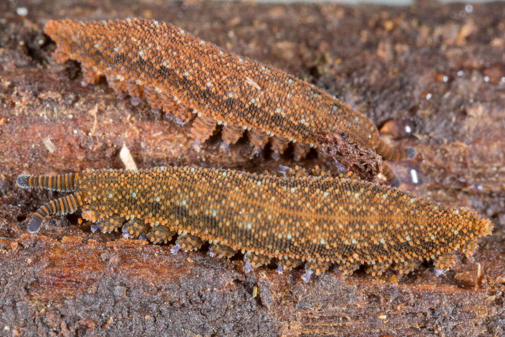 Image of Ooperipatellus nanus Ruhberg 1985