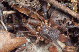 Image of Karamea tricerata Forster 1954