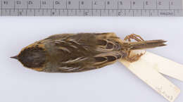 Image of <i>Ammodramus caudacutus nelsoni</i>
