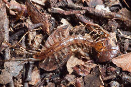Image of Paralamyctes rahuensis Edgecombe 2004