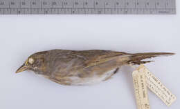 Image of seaside sparrow