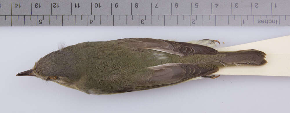 Слика од Vireo philadelphicus (Cassin 1851)