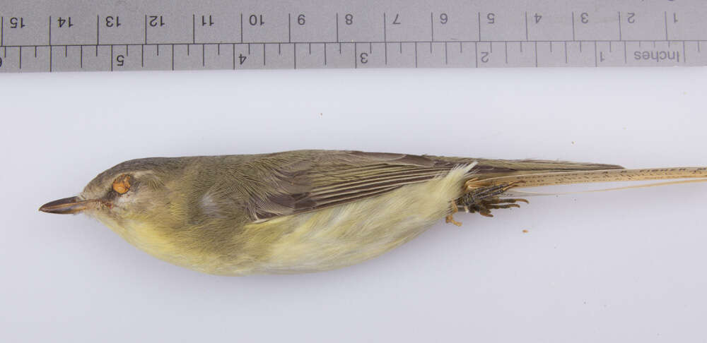 Слика од Vireo philadelphicus (Cassin 1851)