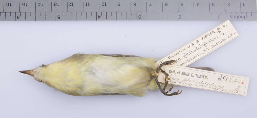 Слика од Vireo philadelphicus (Cassin 1851)