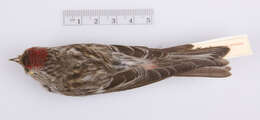 Image of Common Redpoll