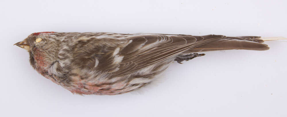 Image of Common Redpoll