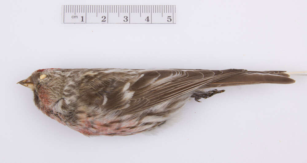 Image of Common Redpoll