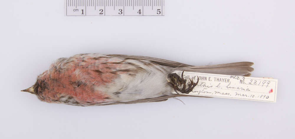 Image of Common Redpoll