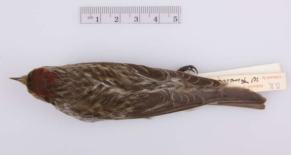 Image of Common Redpoll