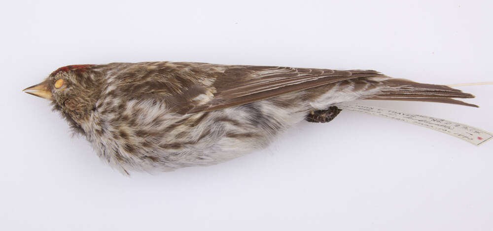 Image of Common Redpoll