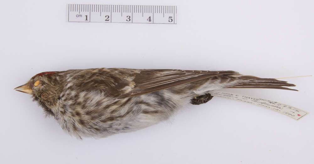 Image of Common Redpoll