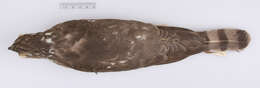 Image de Accipiter striatus velox (Wilson & A 1812)