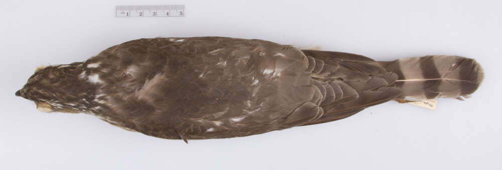 Image of Accipiter striatus velox (Wilson & A 1812)