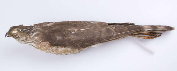 Image of Accipiter striatus velox (Wilson & A 1812)
