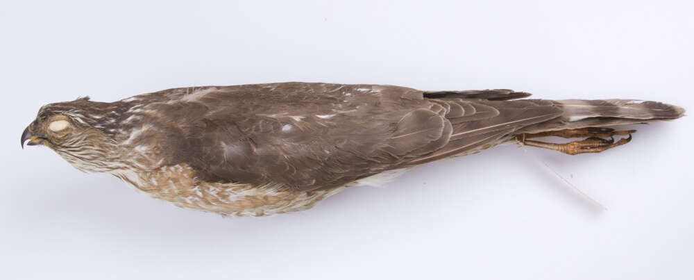 Imagem de Accipiter striatus velox (Wilson & A 1812)