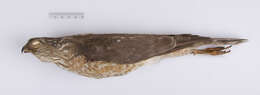 Image de Accipiter striatus velox (Wilson & A 1812)