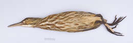 Image of American Bittern